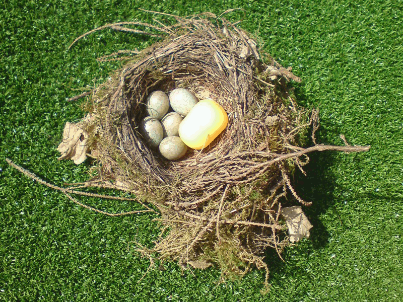  Nest 1